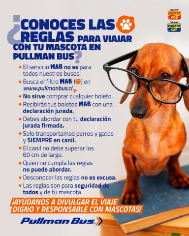Ofertas de Viajes y Ocio en Antofagasta | Viaja con tu mascota de Pullman Bus | 12-09-2022 - 07-11-2022