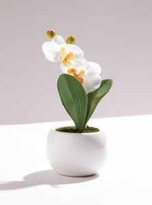 Oferta de Orquídea Blanca Chica por $7790 en Paris